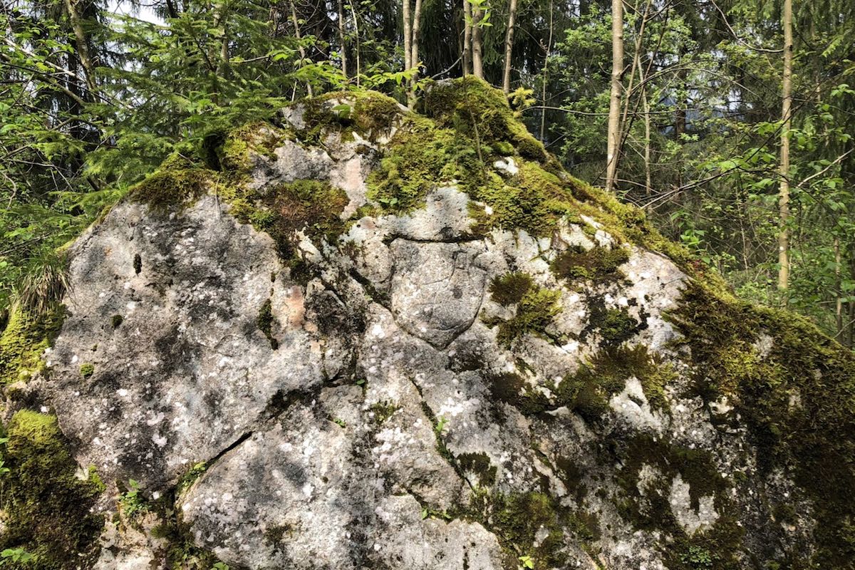 Light grey rock partly overgrown with moss in the sunhsine
