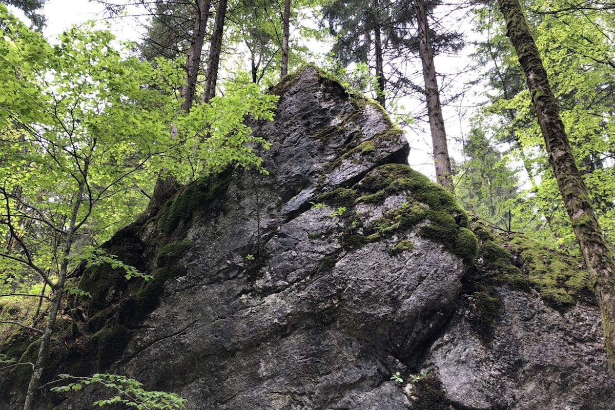 Dark grey rock partly overgrown with moss under deciduous and coniferous trees